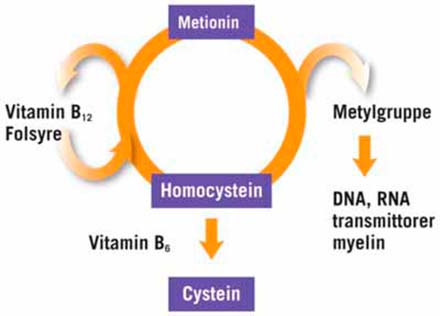 B-vitaminer funksjon 